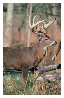 DF35T 302 White Tail Crusing